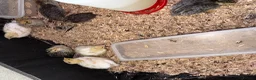 Quail poultry for sale: Quail  - Advert 1