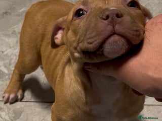 Mastiff dogs Mastiff - Advert 1