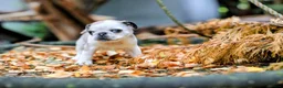 Pug dogs for sale: Panda pugs in Bishop Auckland - Advert 16