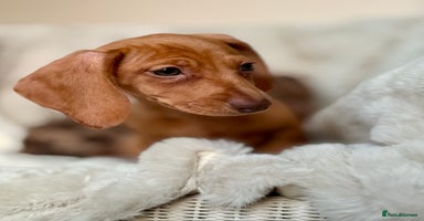 Miniature Dachshund dogs - Advert 7