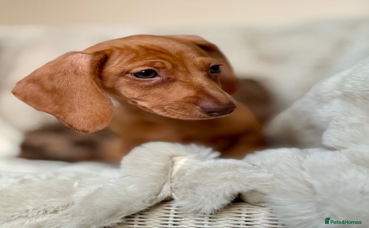 Miniature Dachshund dogs - Advert 4