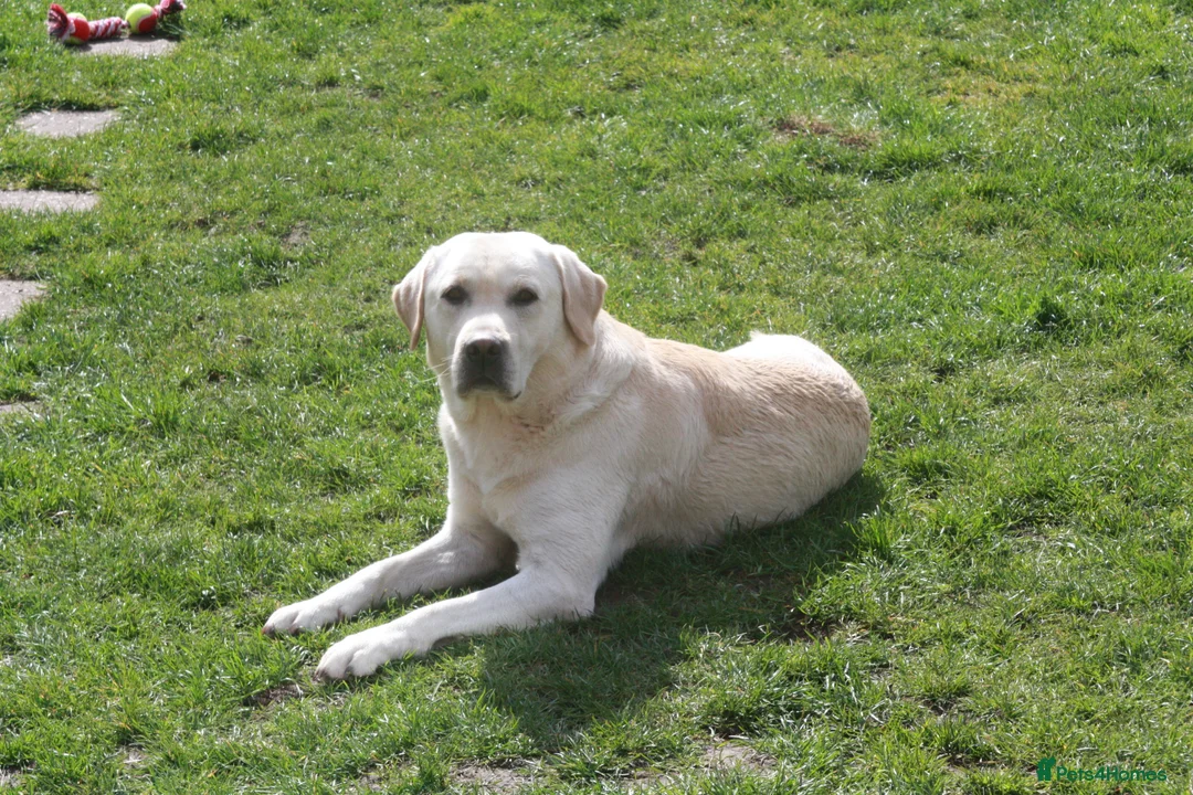 Labrador Retriever dogs for stud: Purple Genie (Duke)  Well proven stud in West Bromwich - Advert 12