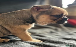 French Bulldog dogs for sale:  French bulldogs  - Image 5