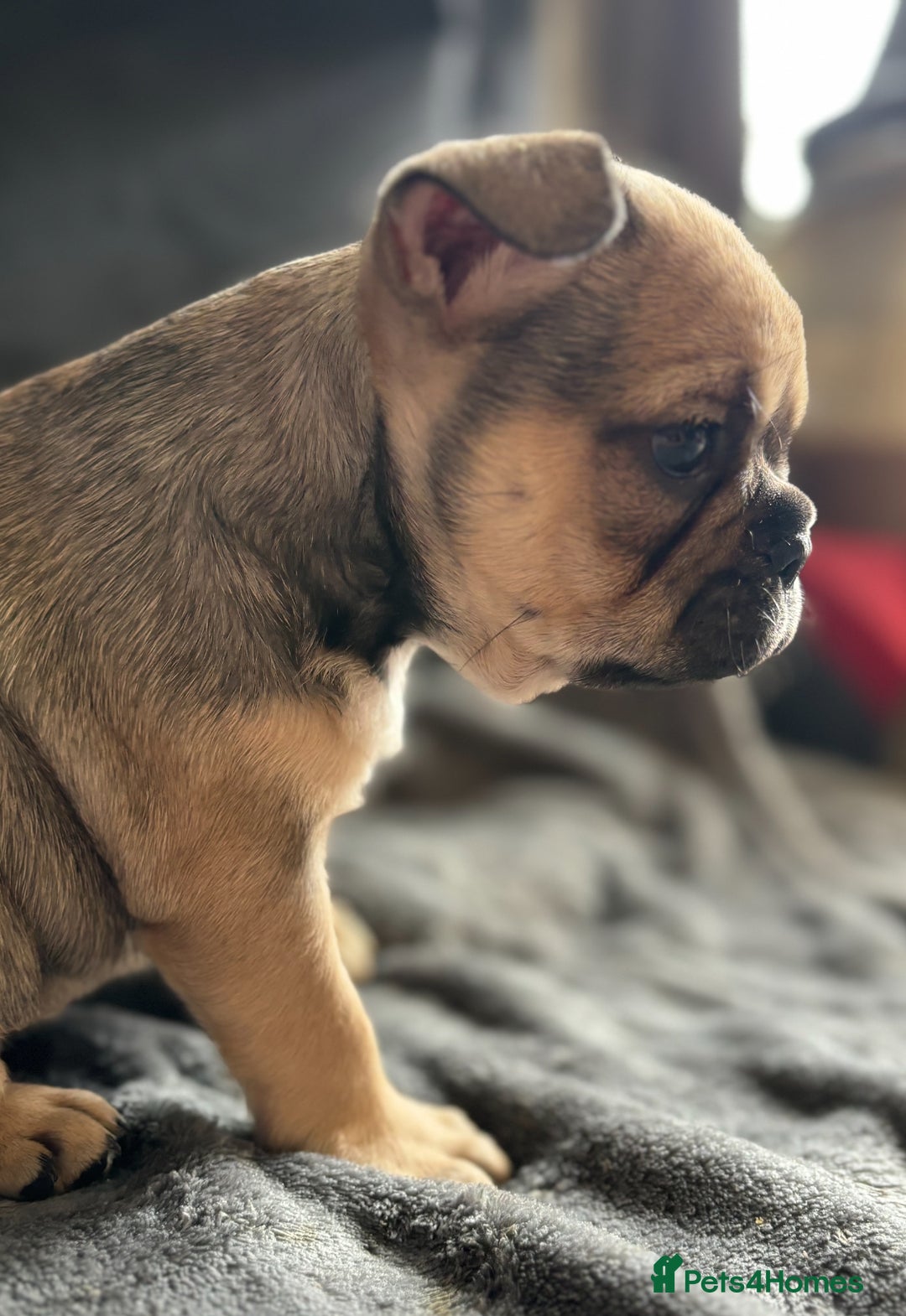 French Bulldog dogs for sale:  French bulldogs  - Image 5