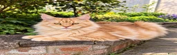 Maine Coon cats for sale: 🌸🐾 STUNNING CREAM TABBY MAINE COON PRINCESS 🐾🌸 - Advert 4