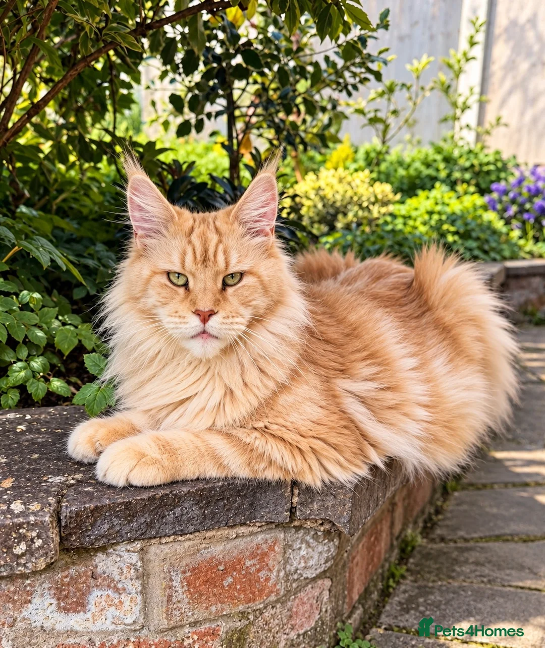 Maine Coon cats for sale: 🌸🐾 STUNNING CREAM TABBY MAINE COON PRINCESS 🐾🌸 - Advert 4