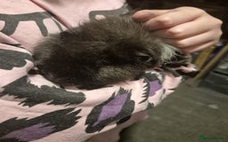 Guinea Pig rodents for sale: 2 male guinea pigs  - Advert 3