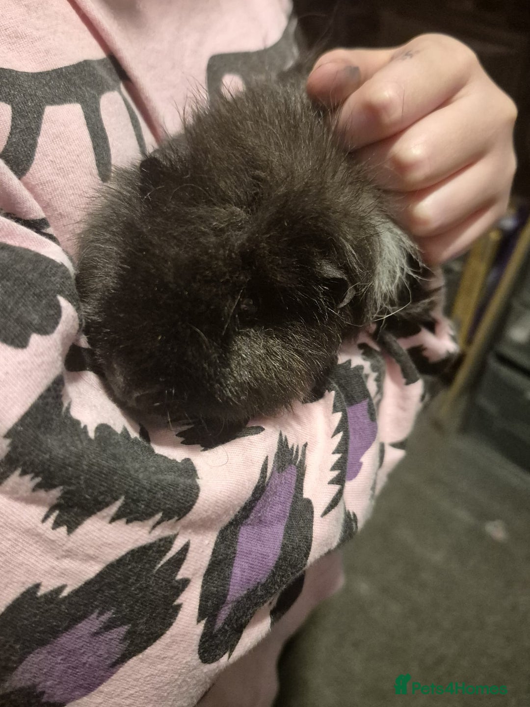 Guinea Pig rodents for sale: 2 male guinea pigs  - Advert 3