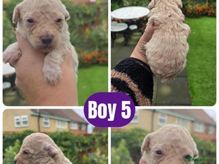 Toy Poodle dogs - Advert 7