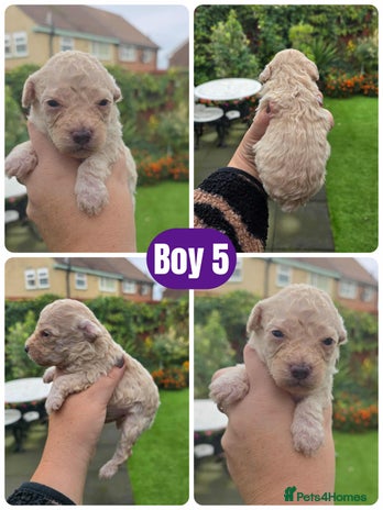 Toy Poodle dogs - Advert 14