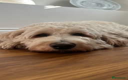 Goldendoodle dogs for sale: Multigenerational Puppies Licensed and Tested - Image 24