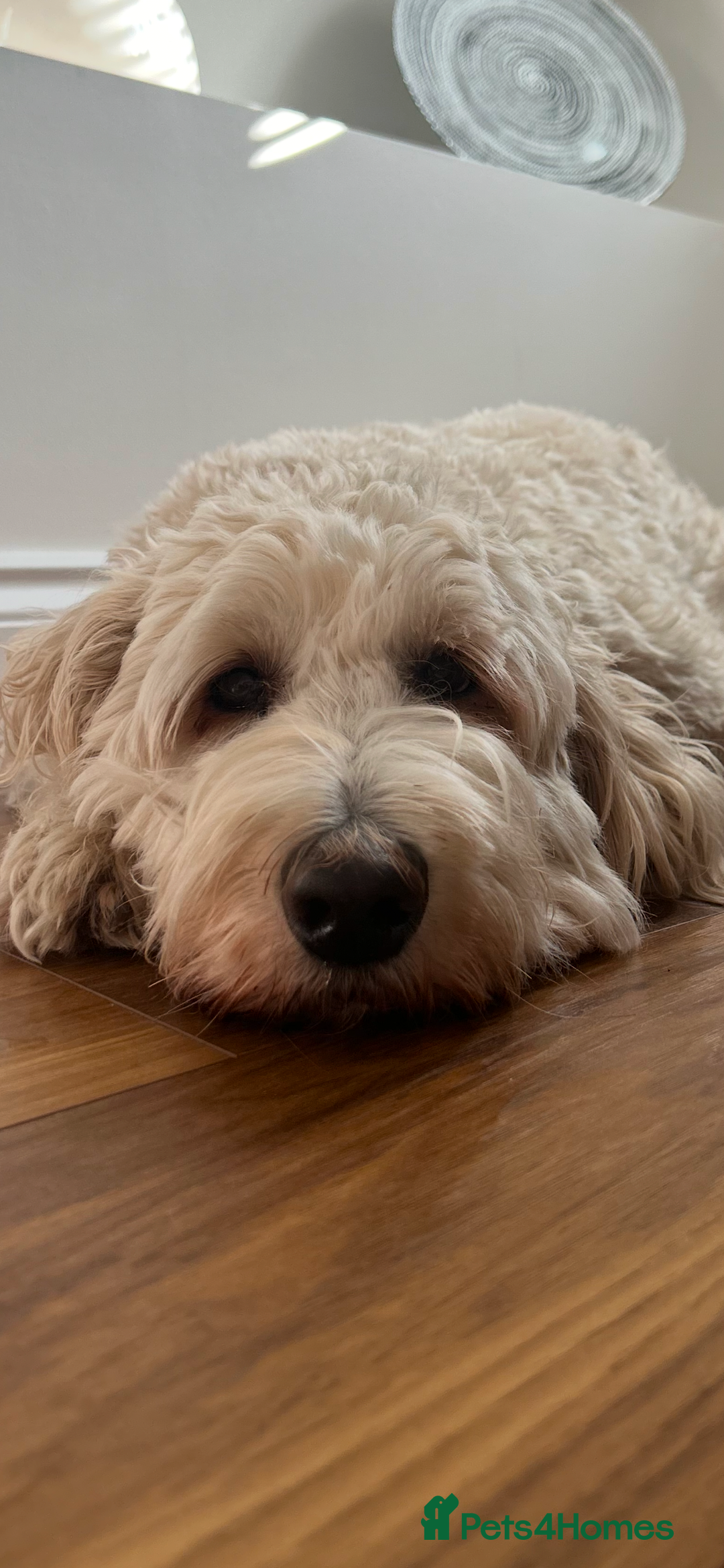 Goldendoodle dogs for sale: Multigenerational Puppies Licensed and Tested - Image 24