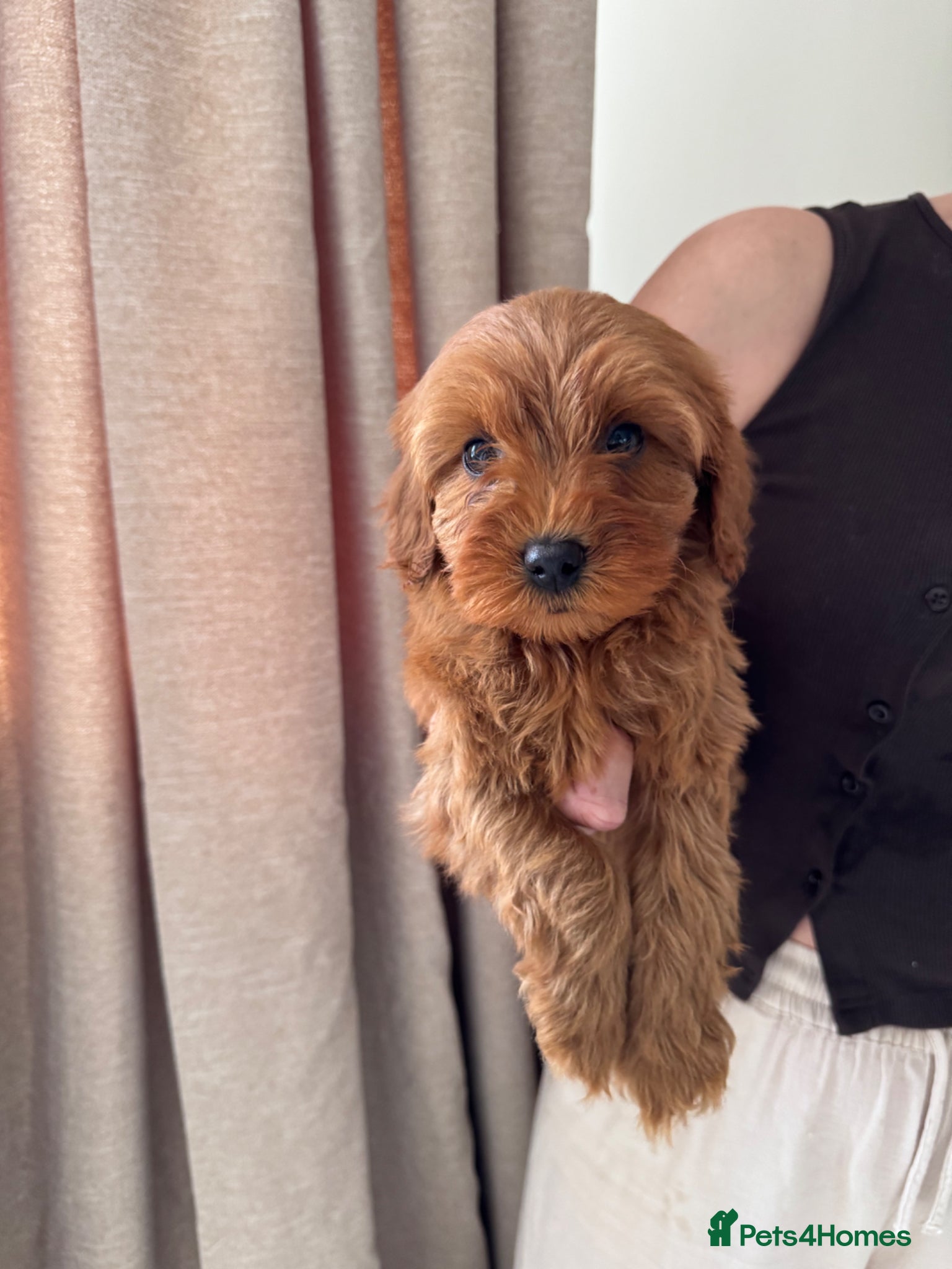 Cavapoo dogs Deep red cavapoos - Advert 1