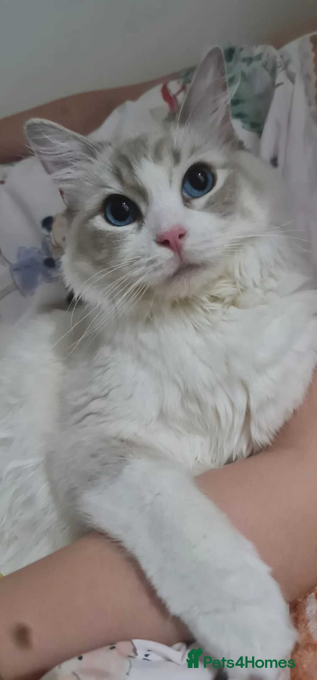 Ragdoll cats for sale: Gorgeous Ragdoll Pair – GCCF - Advert 16
