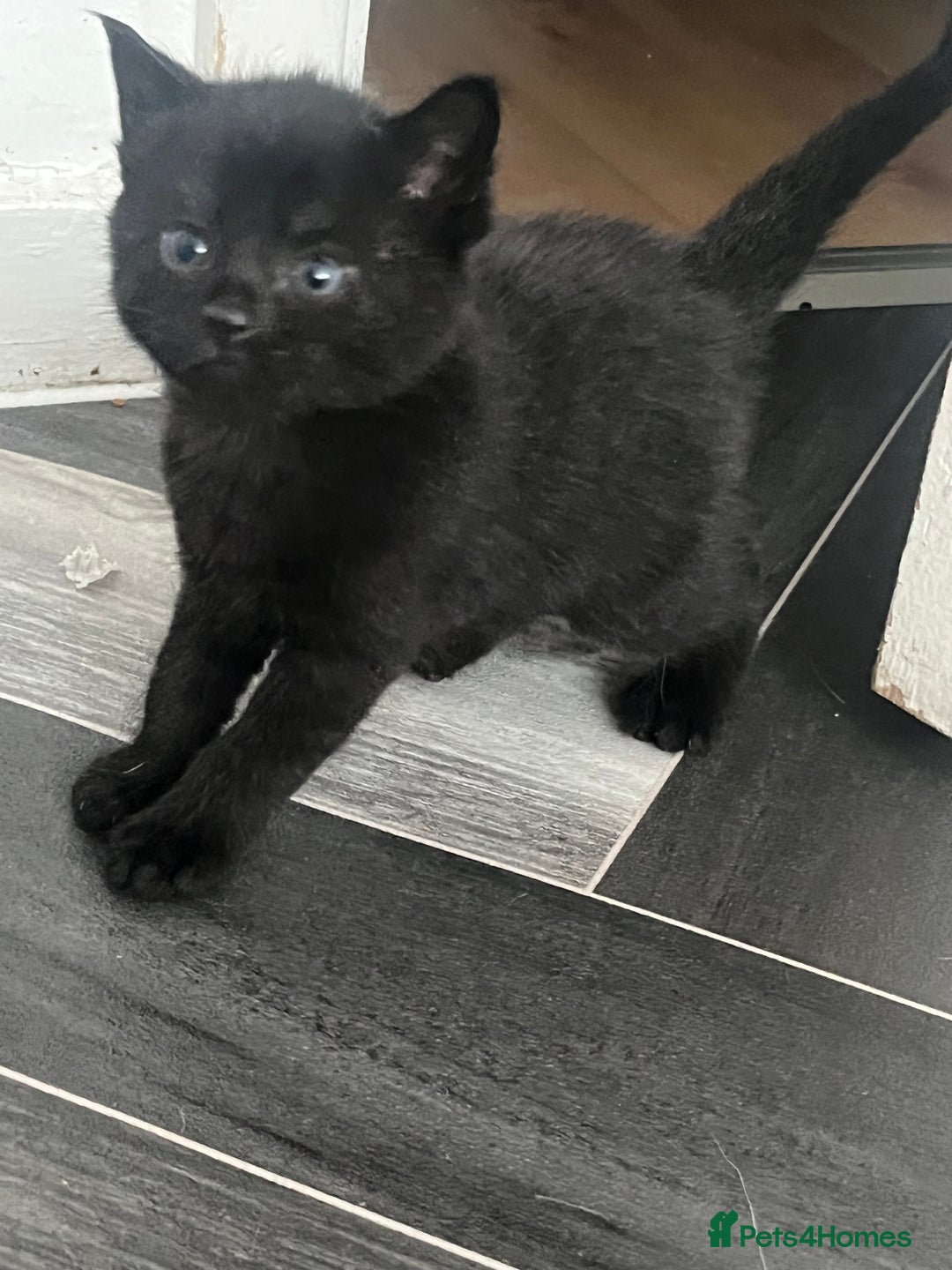 Mixed Breed cats for sale: 4 beautiful friendly mixed breed kittens for sale  in Northwich - Image 8