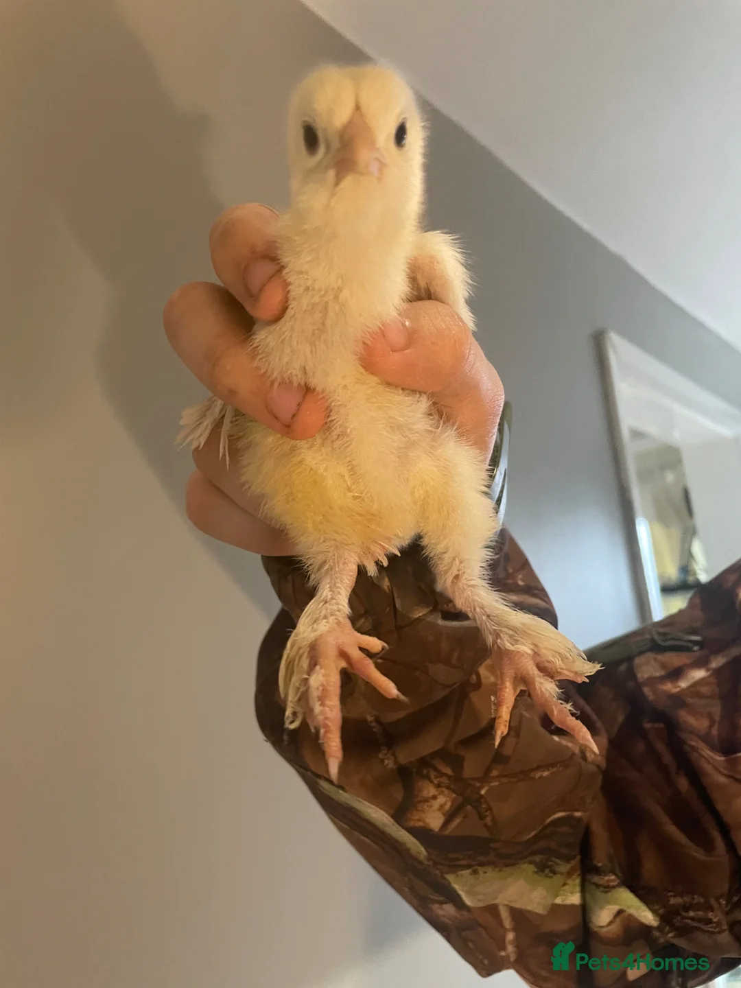 Chickens poultry for sale: Brahma chicks  in Durham - Advert 2