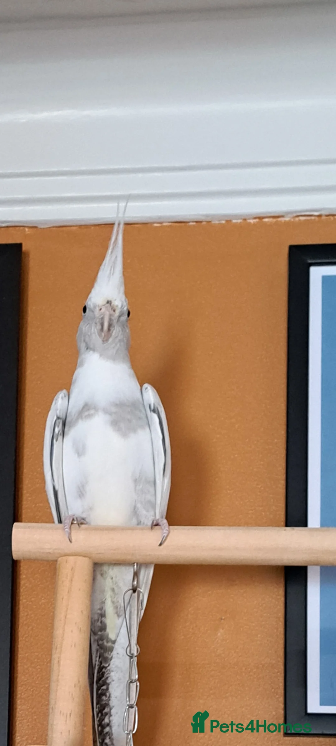 Cockatiels birds for sale: Reluctantly looking to rehome my cockatiel in Halifax - Advert 1