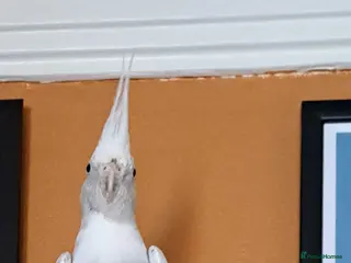 Cockatiels birds Reluctantly looking to rehome my cockatiel - Advert 1