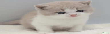 British Shorthair Kitten 7