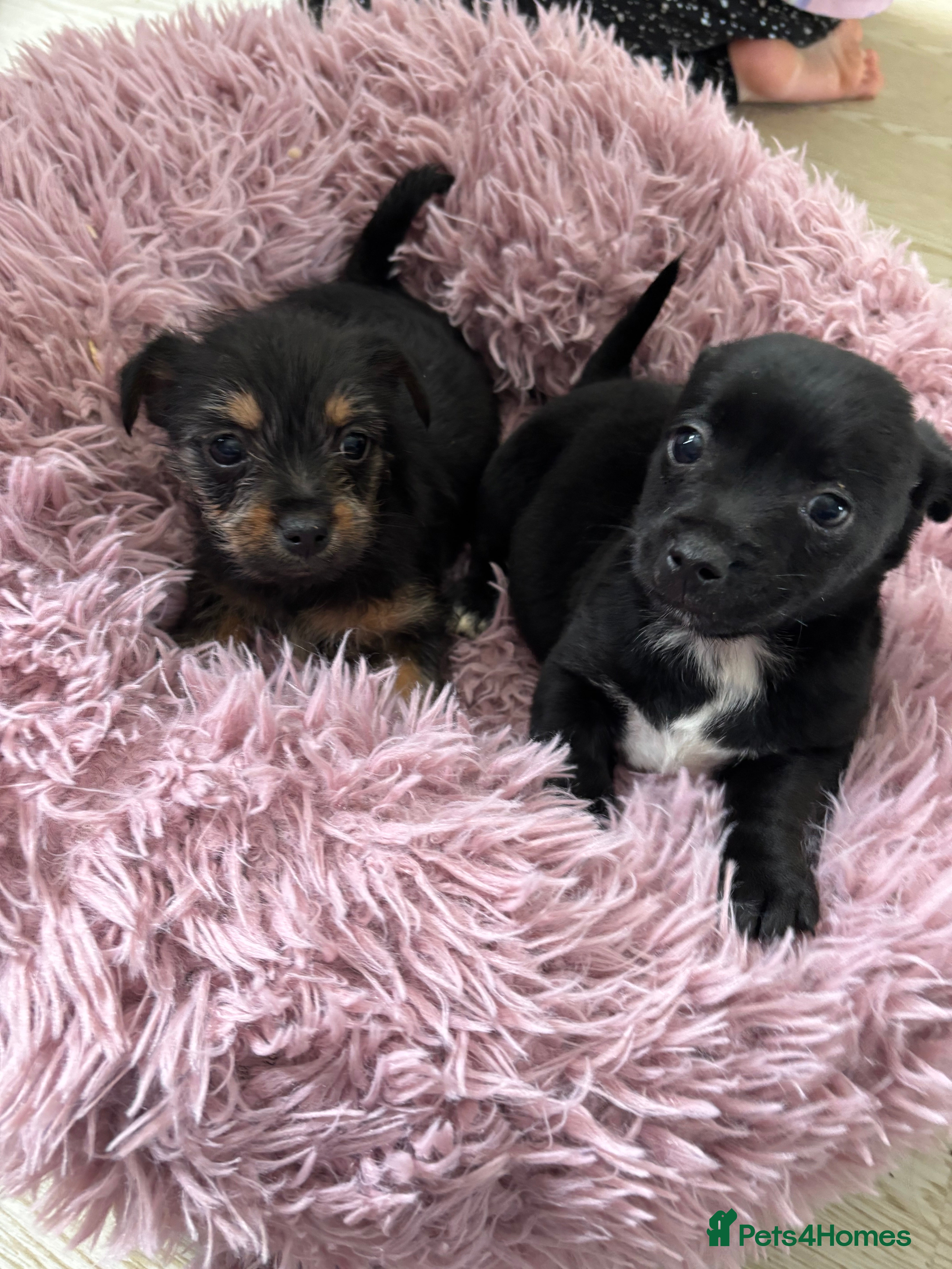 Mixed Breed dogs 2beautiful dachshund cross Yorkshire terrier  - Advert 7