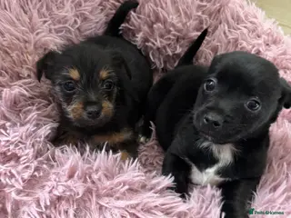 Mixed Breed dogs 2beautiful dachshund cross Yorkshire terrier - Advert 7