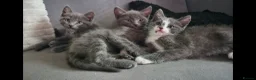 Ragdoll cats for sale: Ragdoll X Kitten - affectionate lapcat in Glasgow - Advert 6