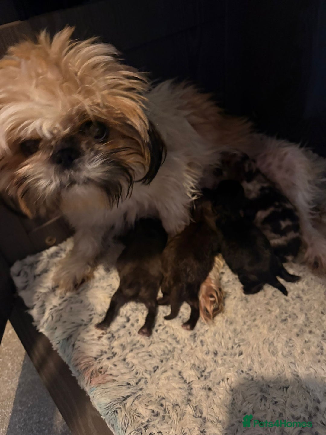 Shihpoo dogs for sale: Beautiful F1 shihpoo babies DNA clear. - Advert 2