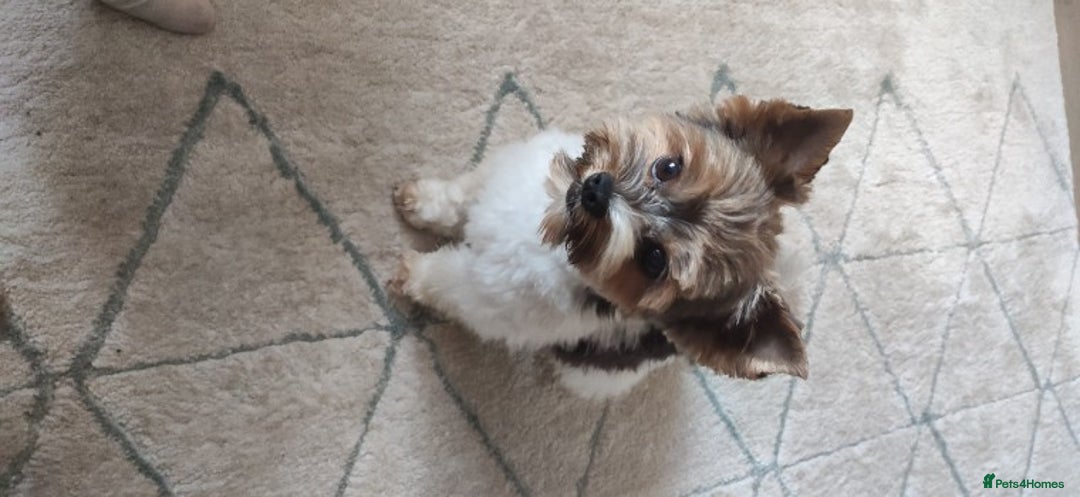 Yorkshire Terrier dogs for stud: Yorkshire terrier for stud in Weston-super-Mare - Advert 2