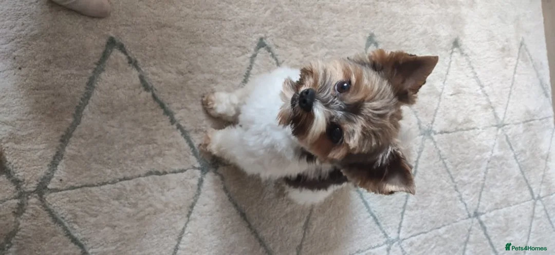 Yorkshire Terrier dogs for stud: Yorkshire terrier for stud in Weston-super-Mare - Advert 2