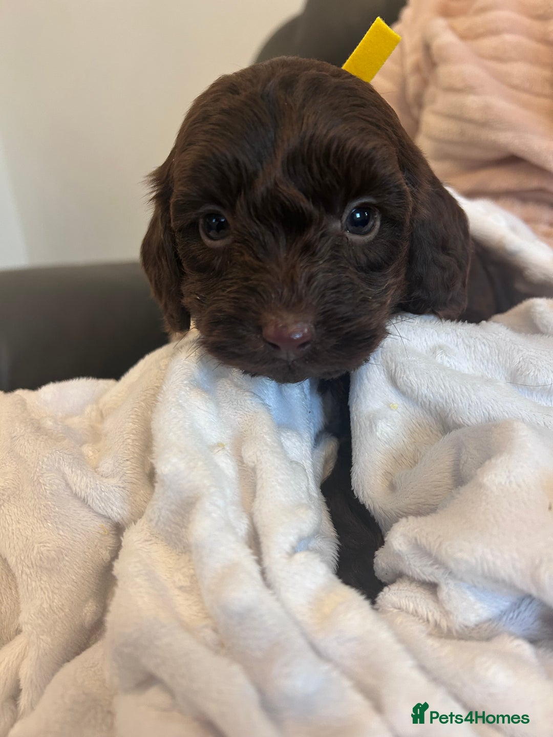 Cockapoo dogs for sale: Cockapoo puppies  - Advert 6