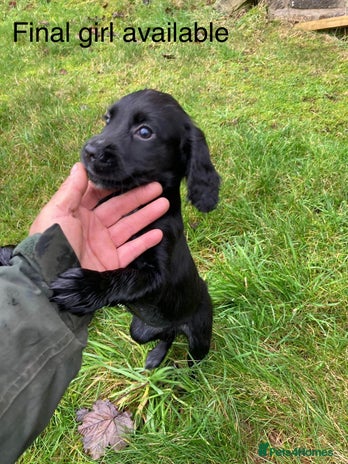 Cocker Spaniel dogs KC reg. Cocker spaniel puppies - Advert 3
