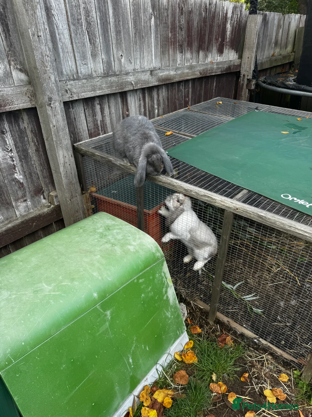 French Lop rabbits for sale: 🩷Pure bred French lop kits🩵 - Advert 32