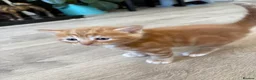 Mixed Breed cats for sale: 4 Ginger Male Kittens from 7th of September  in London - Advert 33