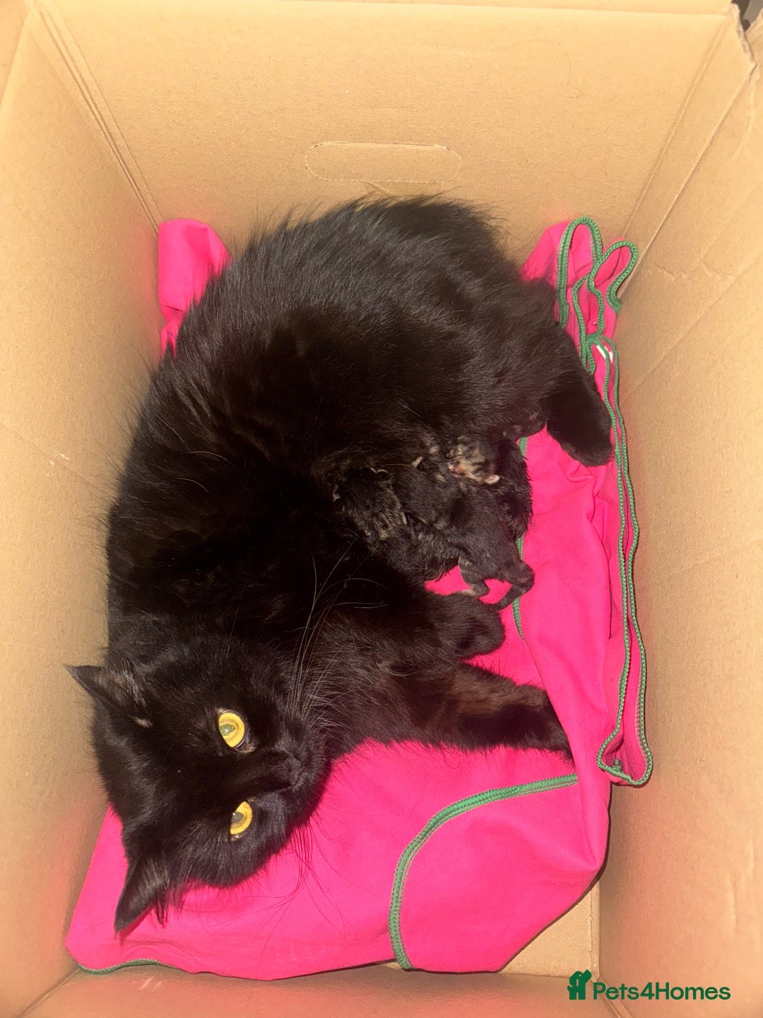 British Shorthair cats for sale: 1 Male x 1 Female Kittens remaining  - Image 2