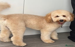 Cockapoo dogs for stud: Chaco - f1b cockapoo for stud - Image 4