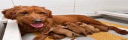 Labradoodle dogs for sale: F1B Quality Health Tested Fox Red Labradoodle  - Advert 19
