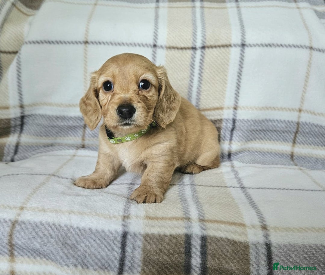 Miniature Dachshund dogs for sale: Beautiful long haired mini dachshunds  in Peterborough - Image 9