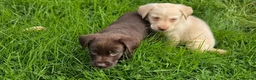 Labrador Retriever dogs for sale: 3 fantastic Pedigrre Lab pups for sale - Advert 9