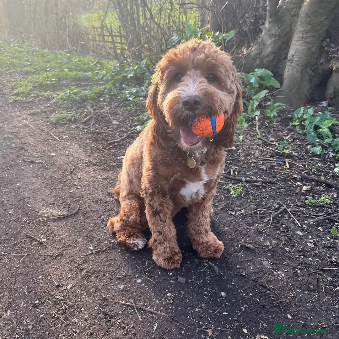 Cockapoo dogs for sale: Cockerpoo   for sale - Advert 3