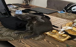 Russian Blue cats for sale: 🐾Pure Russian Blue Looking for a Forever Home  - Image 2