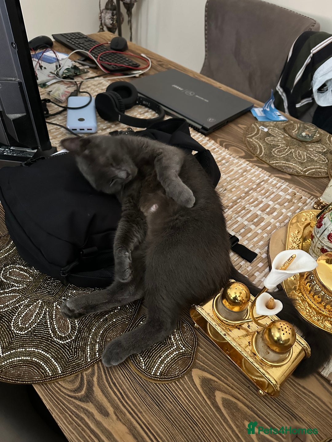 Russian Blue cats for sale: 🐾Pure Russian Blue Looking for a Forever Home  - Image 2