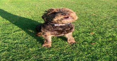 Labradoodle dogs - Advert 1