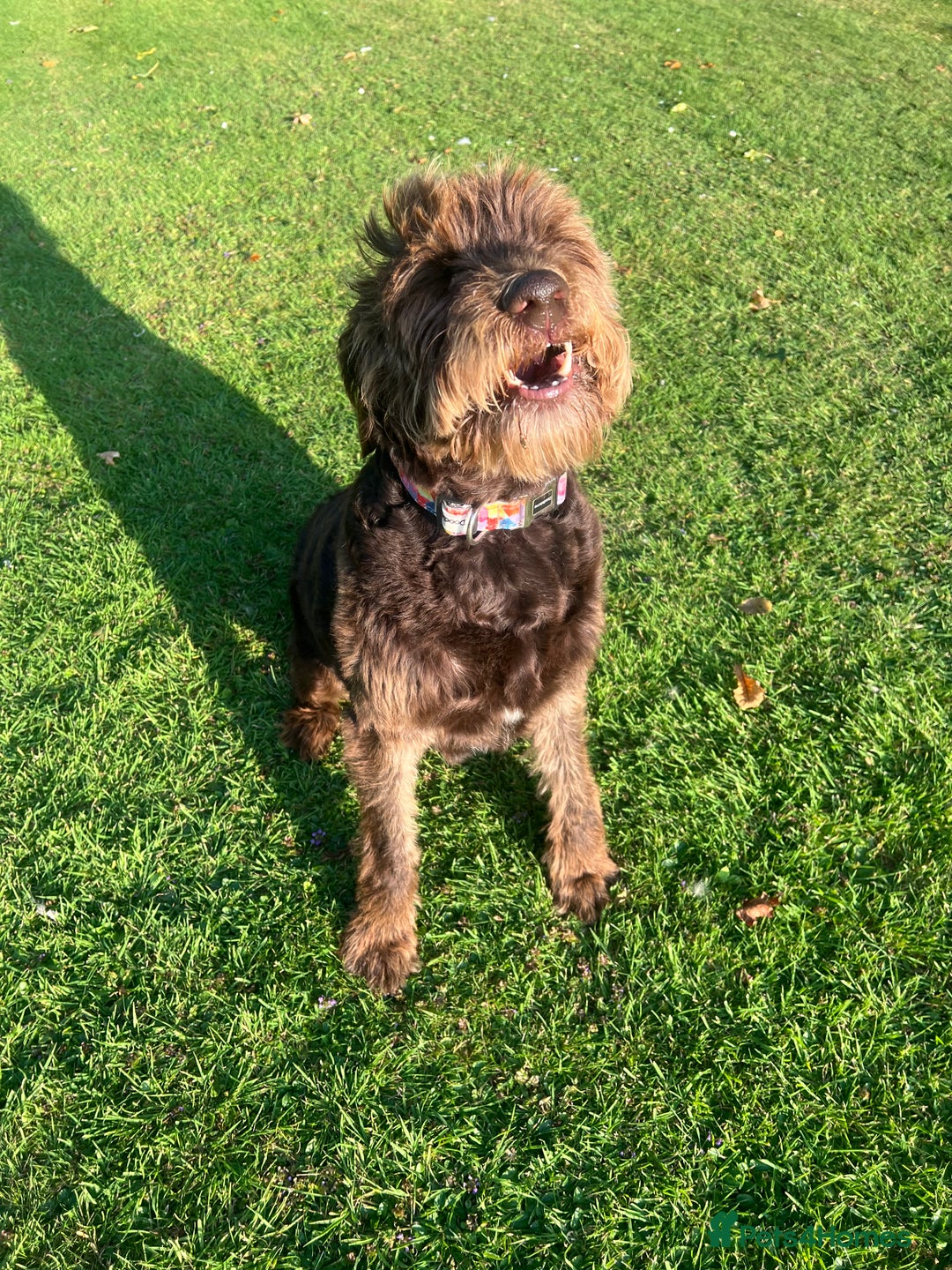 Labradoodle dogs for sale: Sadly looking for a new home labradoodle  - Image 3