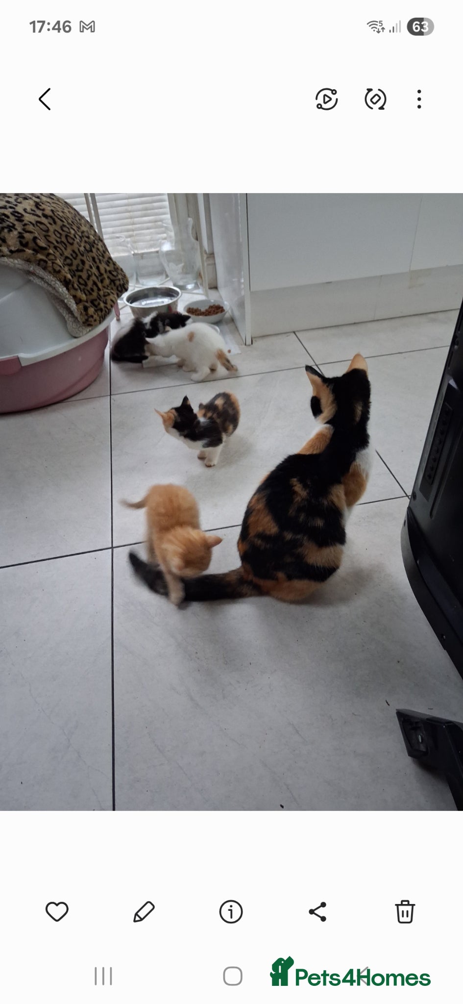 Mixed Breed cats Gorgeous  kittens - Advert 5