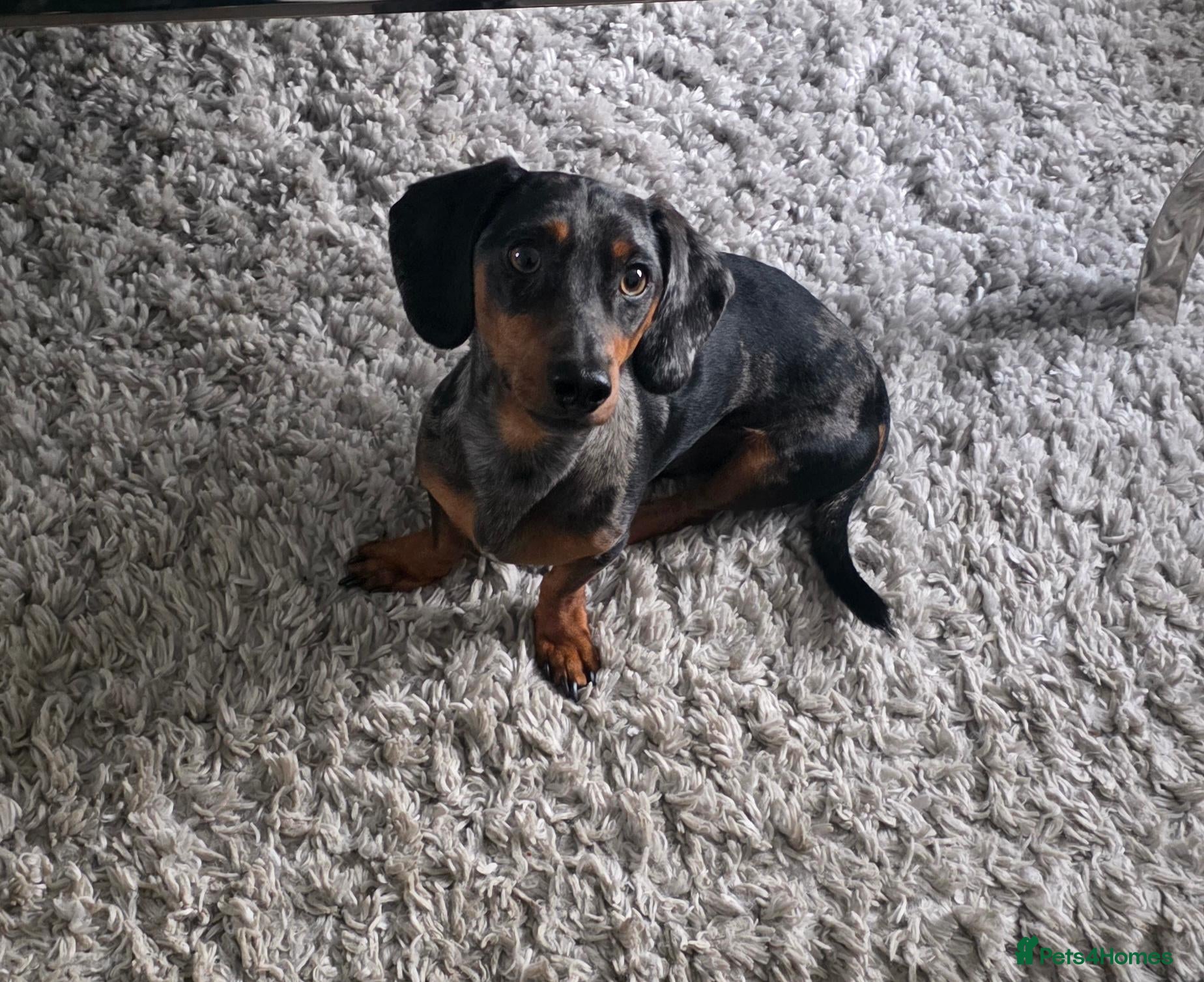 Dachshund dogs Gucci - Advert 6