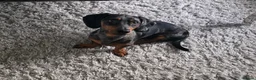 Dachshund dogs for stud: Gucci in Middlesbrough - Advert 1