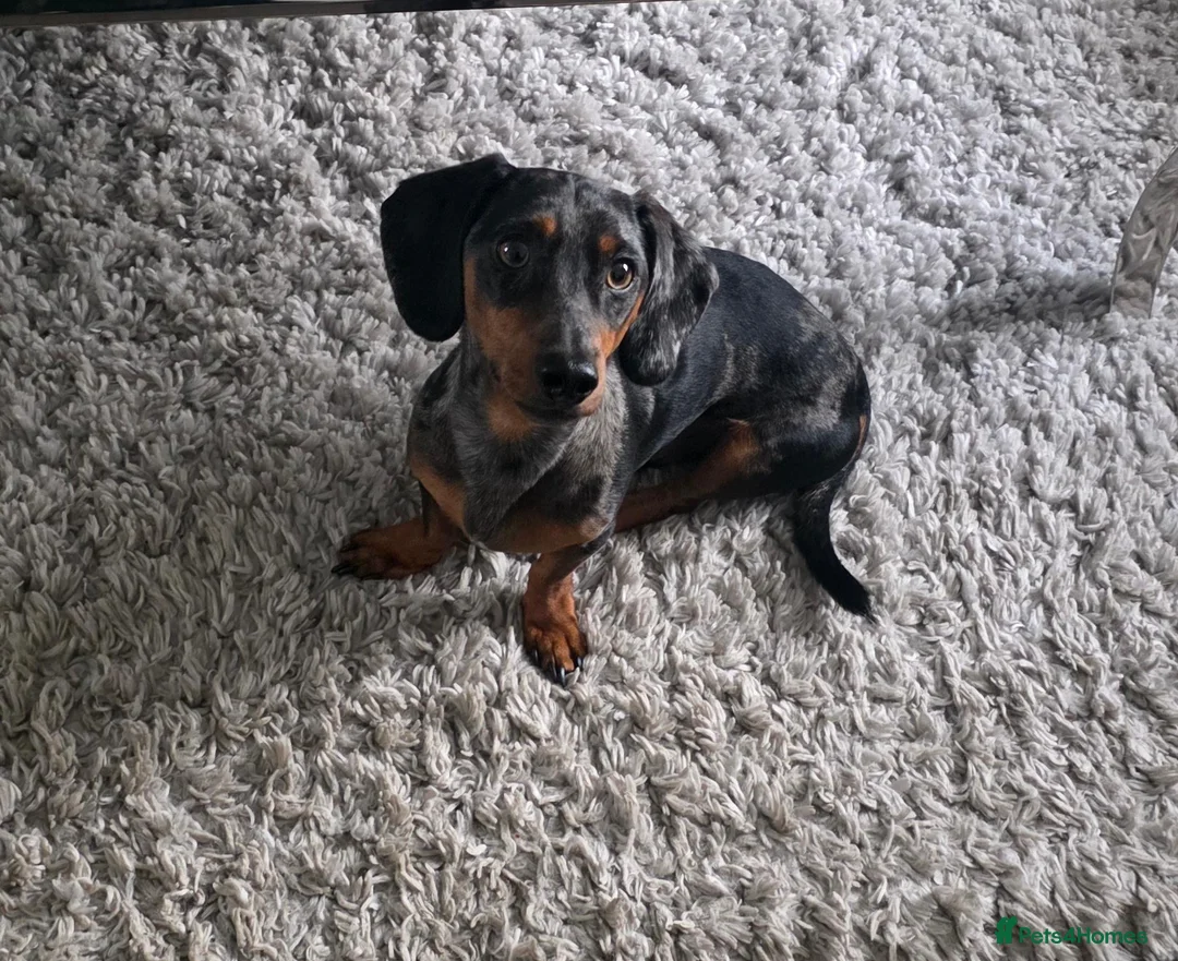 Dachshund dogs for stud: Gucci in Middlesbrough - Advert 1