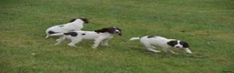 English Springer Spaniel dogs for sale: Working English springer spaniels  - Advert 9