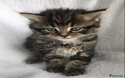 Ragdoll cats for sale: Long haired ragdoll cross mackerel tabby kittens  - Image 4