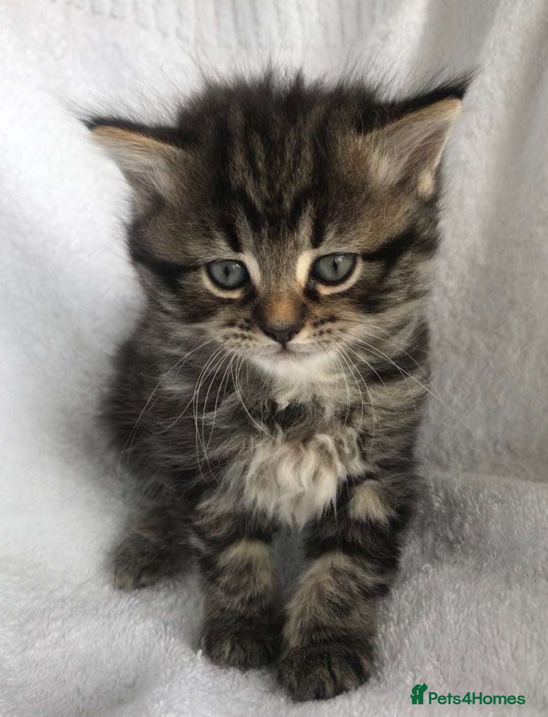Ragdoll cats for sale: Long haired ragdoll cross mackerel tabby kittens  - Image 4